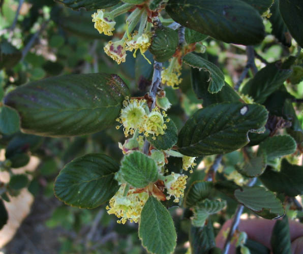 Detailed Picture 3 of Cercocarpus betuloides var. betuloides