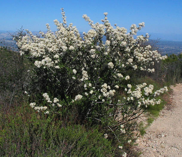 Detailed Picture 5 of Ceanothus crassifolius var. crassifolius