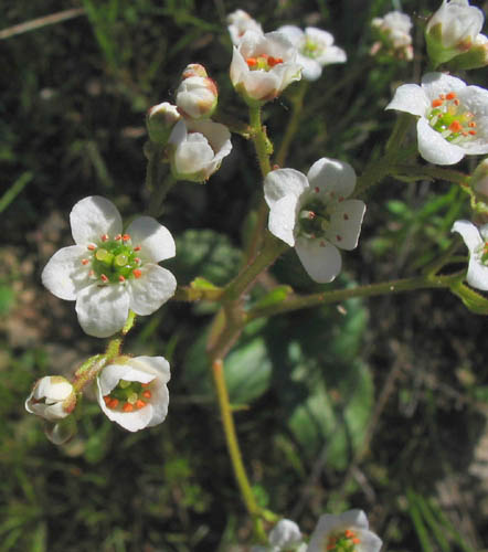 Detailed Picture 2 of Micranthes californica