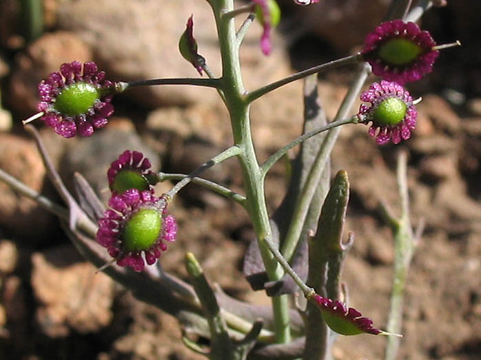 Detailed Picture 9 of Thysanocarpus conchuliferus