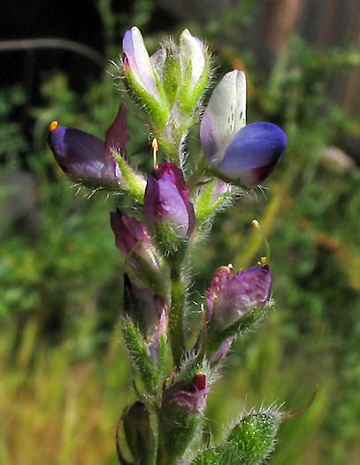 Detailed Picture 1 of Lupinus concinnus