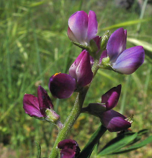 Detailed Picture 1 of Lupinus truncatus