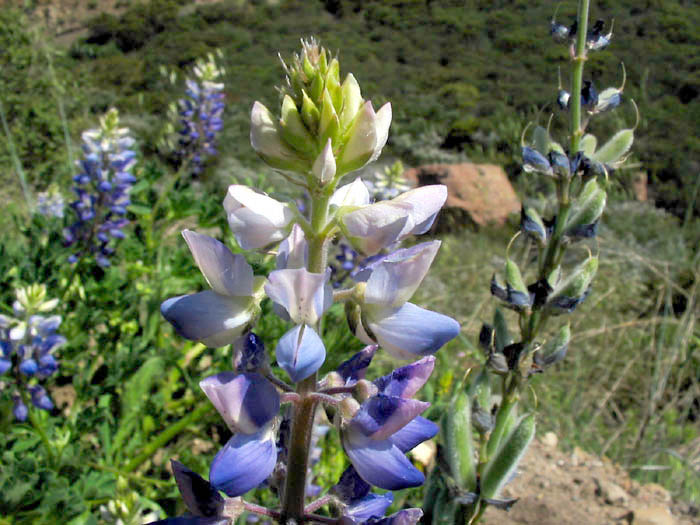 Detailed Picture 2 of Lupinus succulentus