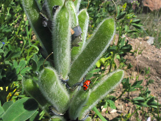 Detailed Picture 5 of Lupinus succulentus