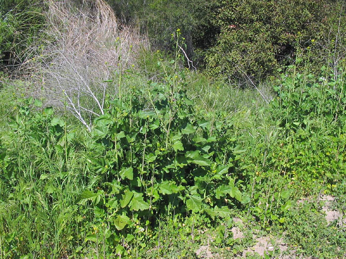 Detailed Picture 3 of Brassica nigra