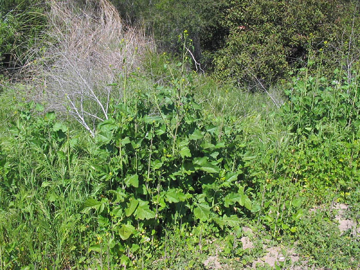 Detailed Picture 3 of Brassica nigra
