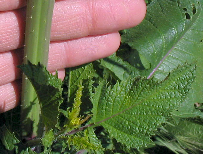 Detailed Picture 5 of Brassica nigra