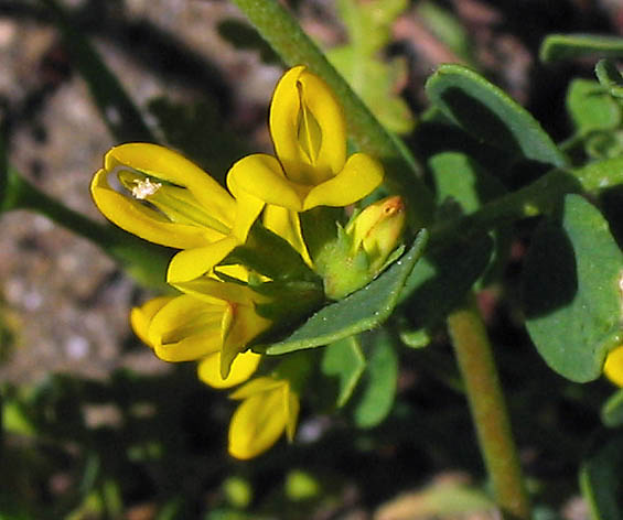 Detailed Picture 1 of Acmispon maritimus var. maritimus