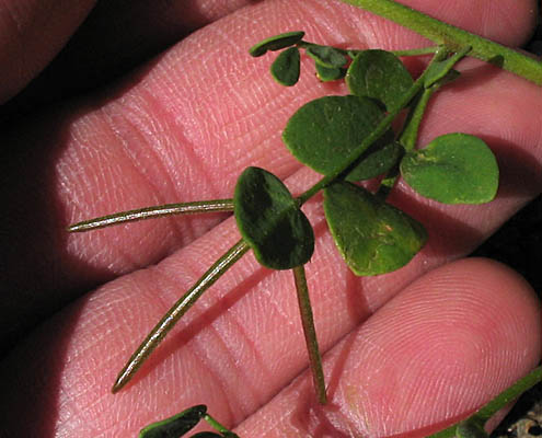 Detailed Picture 5 of Acmispon maritimus var. maritimus