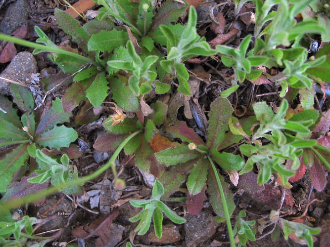 Detailed Picture 3 of Hypochaeris glabra