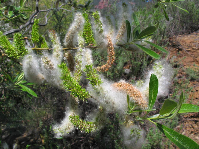 Detailed Picture 5 of Salix lasiolepis