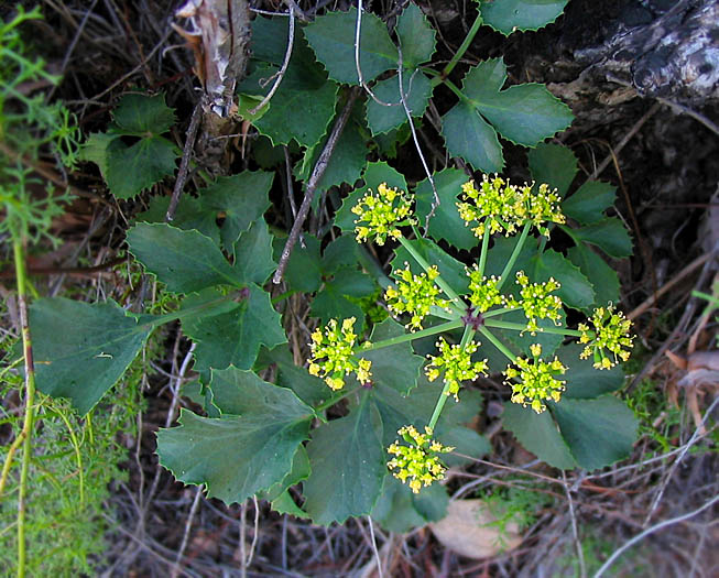 Detailed Picture 3 of Lomatium lucidum