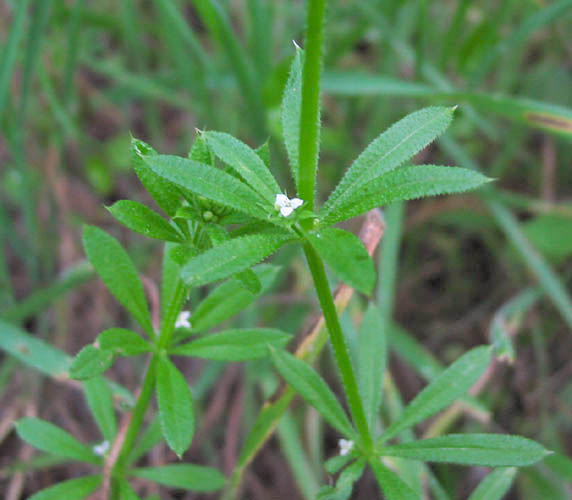 Detailed Picture 4 of Galium aparine