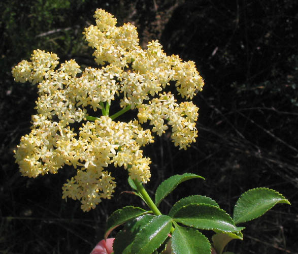 Detailed Picture 4 of Sambucus mexicana