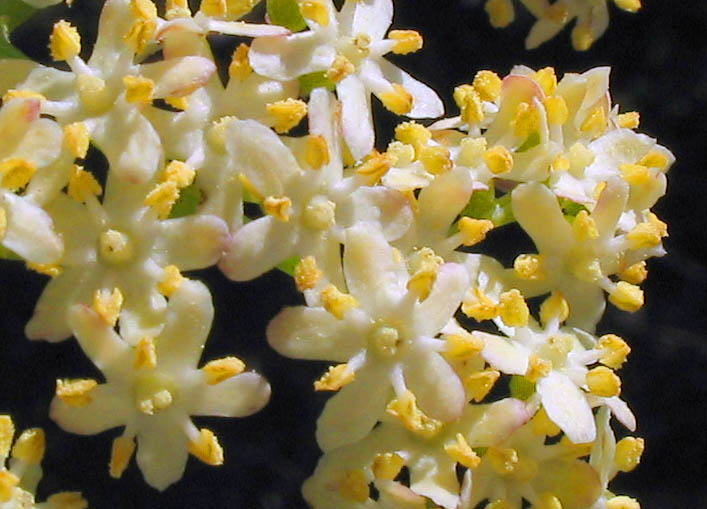 Detailed Picture 2 of Sambucus mexicana