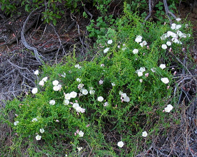 Detailed Picture 5 of Calystegia macrostegia ssp. cyclostegia