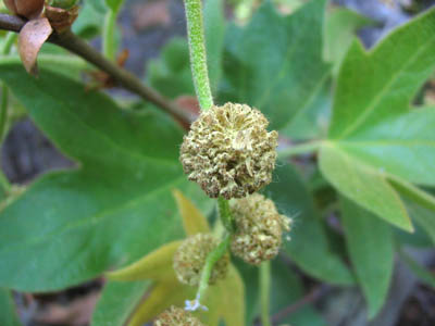 Detailed Picture 3 of Platanus racemosa