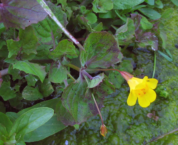 Detailed Picture 2 of Erythranthe guttata