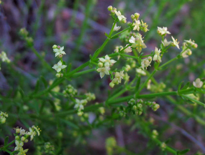 Detailed Picture 3 of Galium angustifolium ssp. angustifolium