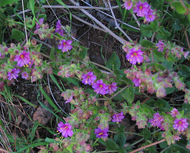 Detailed Picture 4 of Mirabilis laevis var. crassifolia