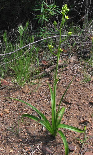 Detailed Picture 5 of Toxicoscordion fremontii