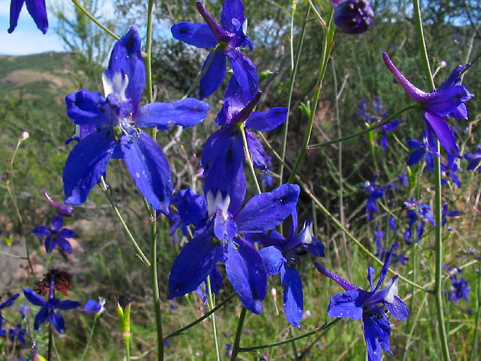 Detailed Picture 3 of Delphinium patens ssp. hepaticoideum