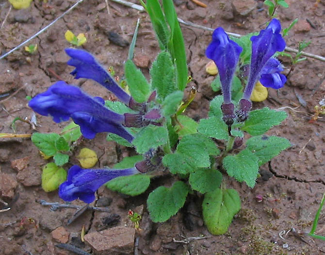 Detailed Picture 2 of Scutellaria tuberosa