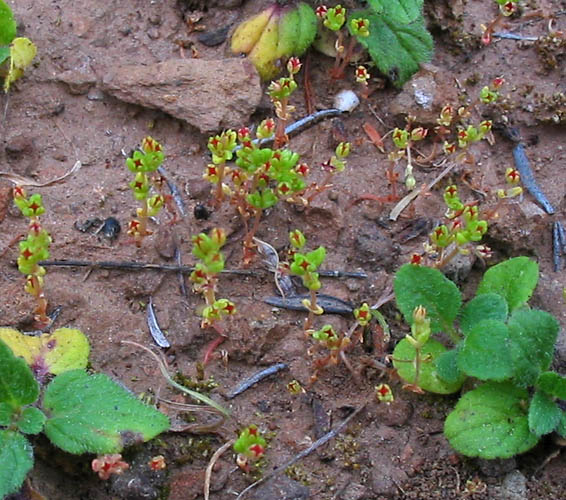 Detailed Picture 3 of Crassula connata