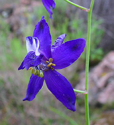 Detailed Picture 2 of Delphinium patens ssp. hepaticoideum