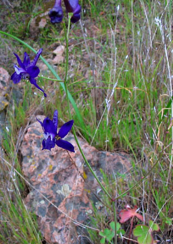 Detailed Picture 4 of Delphinium patens ssp. hepaticoideum