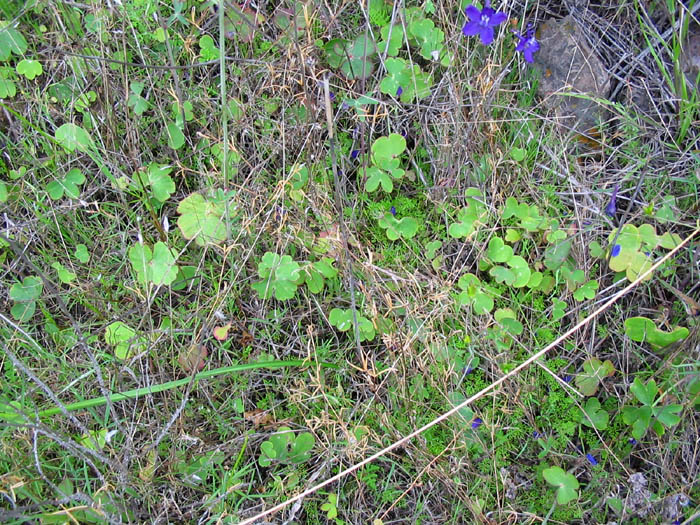 Detailed Picture 8 of Delphinium patens ssp. hepaticoideum