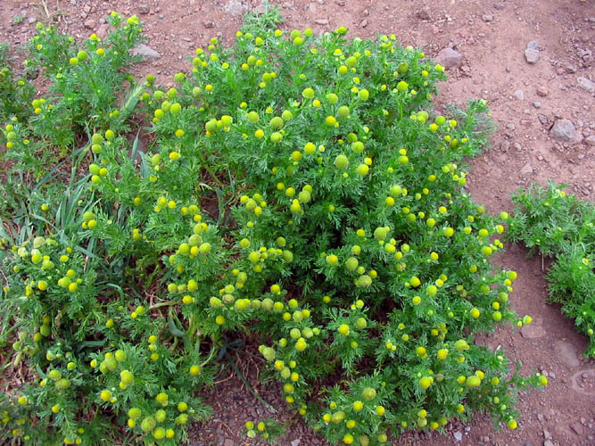 Detailed Picture 4 of Matricaria discoidea