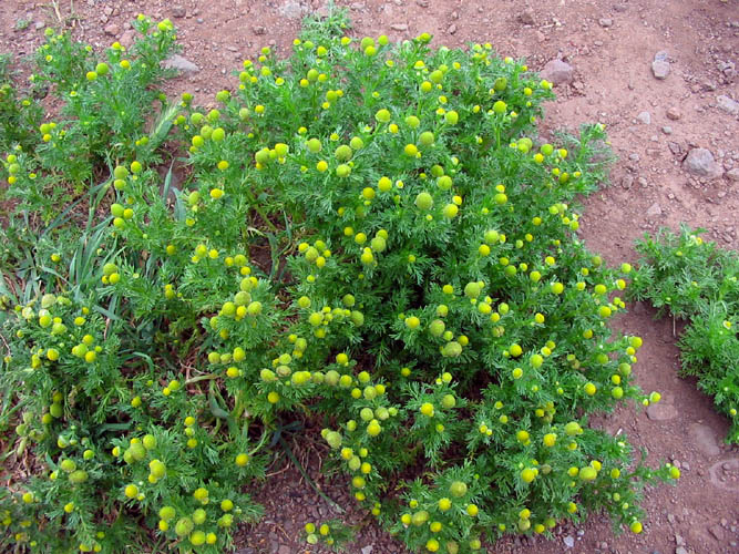 Detailed Picture 4 of Matricaria discoidea