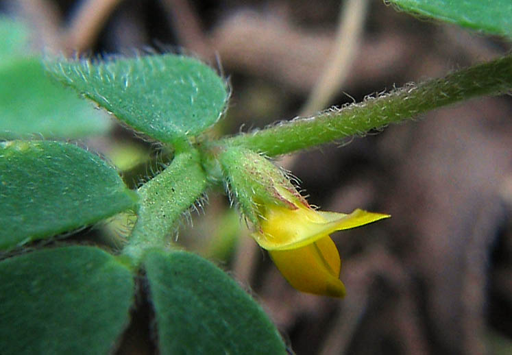 Detailed Picture 3 of Acmispon wrangelianus