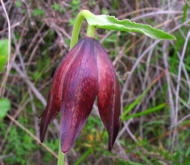 Detailed Picture 1 of Fritillaria biflora var. biflora