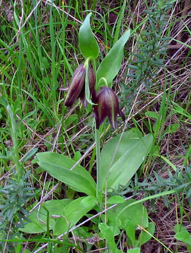 Detailed Picture 5 of Fritillaria biflora var. biflora