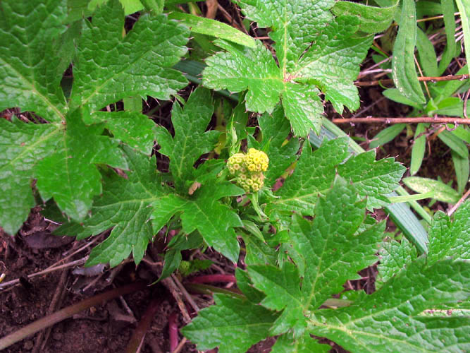 Detailed Picture 4 of Sanicula crassicaulis