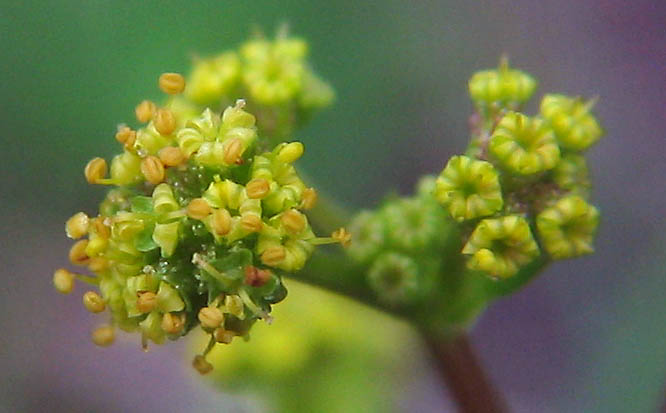 Detailed Picture 2 of Sanicula crassicaulis