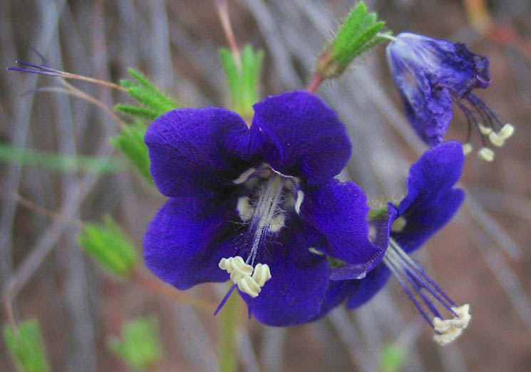 Detailed Picture 1 of Phacelia parryi