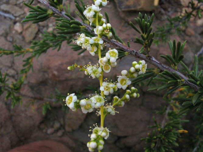 Detailed Picture 2 of Adenostoma fasciculatum var. fasciculatum