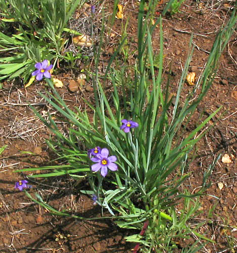 Detailed Picture 5 of Sisyrinchium bellum