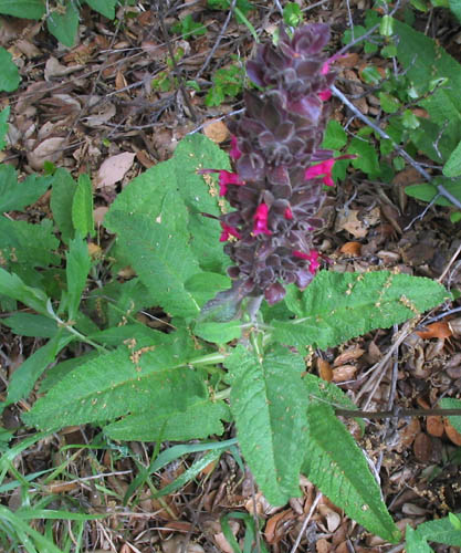 Detailed Picture 2 of Salvia spathacea