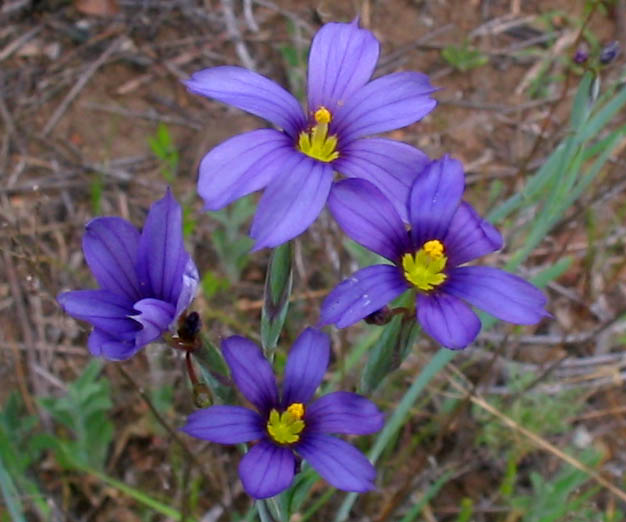 Detailed Picture 3 of Sisyrinchium bellum