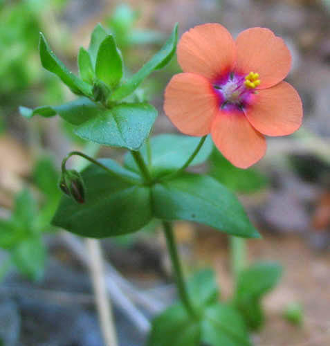 Detailed Picture 1 of Lysimachia arvensis