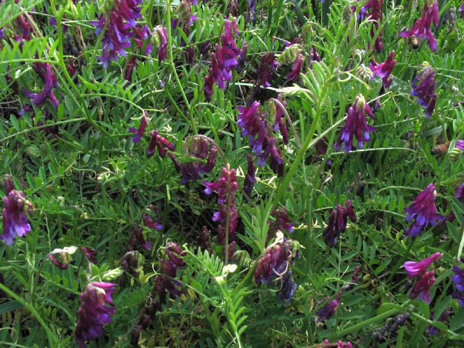 Detailed Picture 3 of Vicia villosa