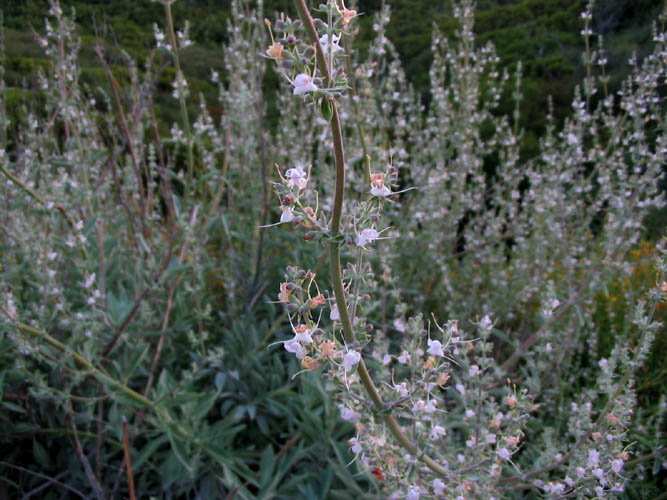 Detailed Picture 4 of Salvia apiana