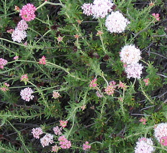 Detailed Picture 5 of Eriogonum fasciculatum var. foliolosum