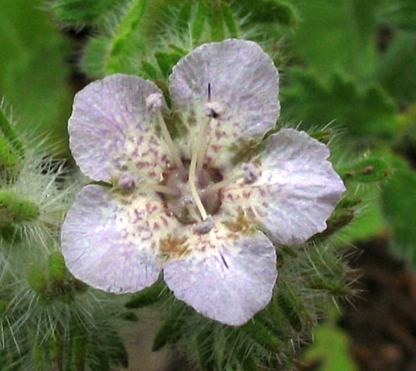 Detailed Picture 1 of Phacelia cicutaria var. hispida