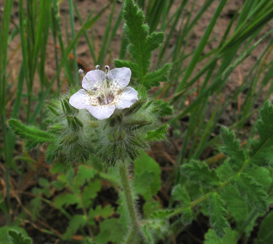 Detailed Picture 3 of Phacelia cicutaria var. hispida