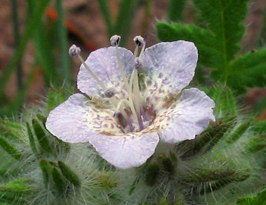 Detailed Picture 2 of Phacelia cicutaria var. hispida